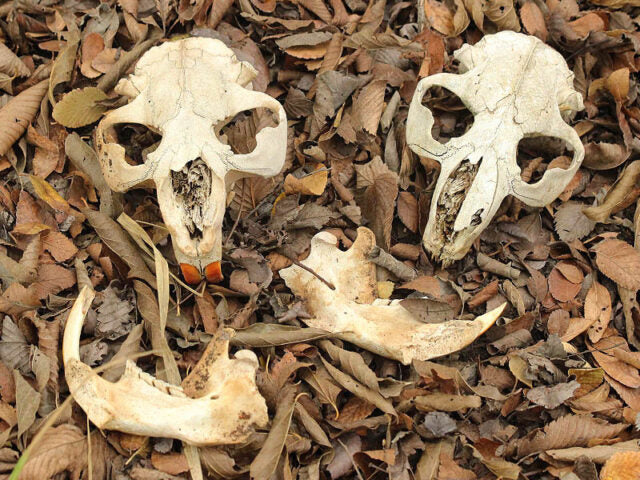 Bones and Specimens