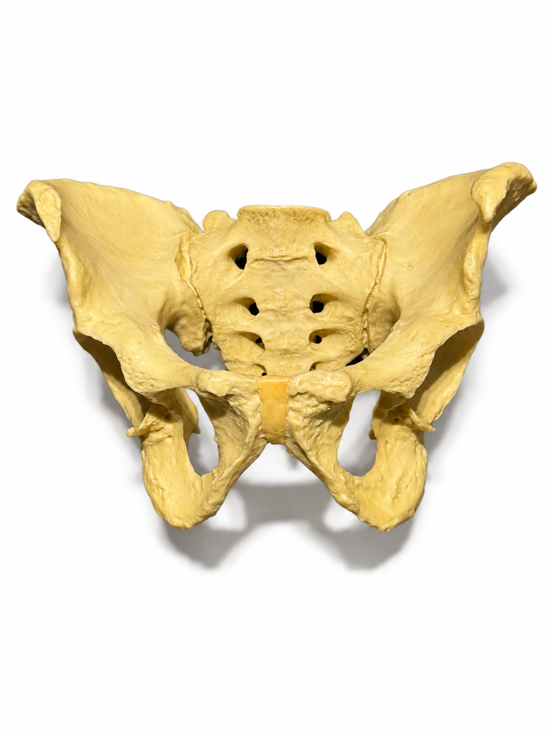Pelvis Academic bone replica