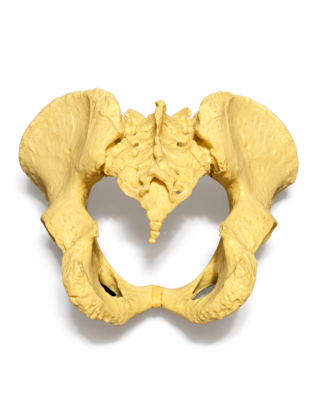 Pelvis Academic bone replica