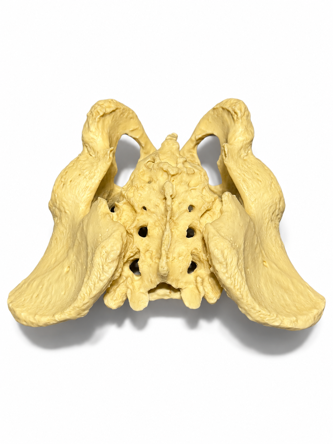 Pelvis Academic bone replica