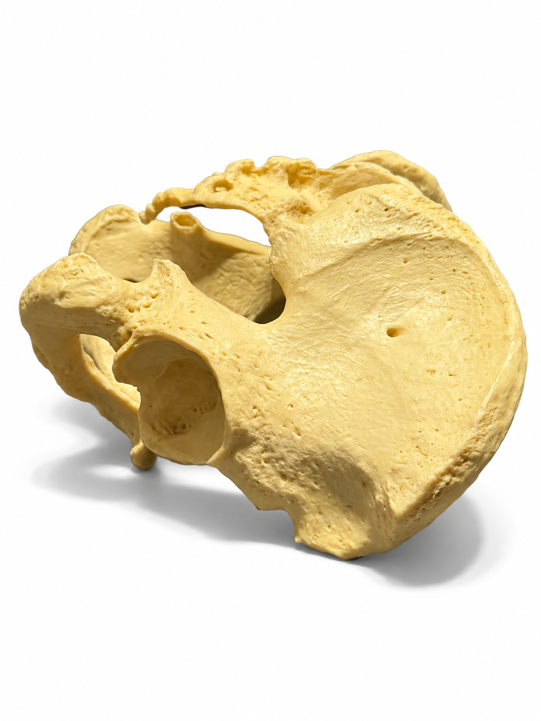 Pelvis Academic bone replica