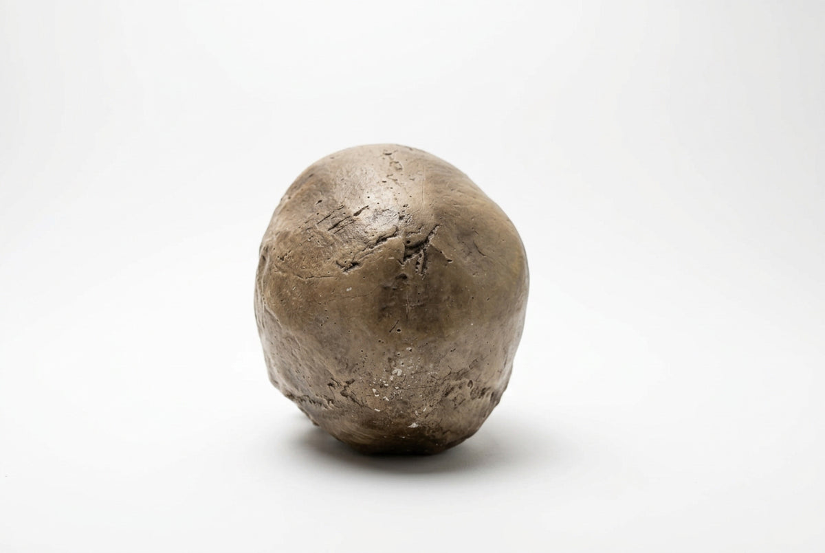 Resin Neanderthal Replica for Academic purpose