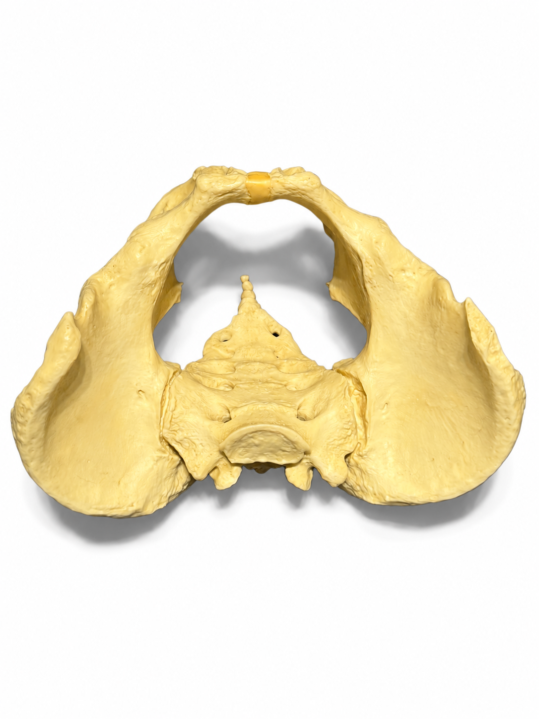 Pelvis Academic bone replica
