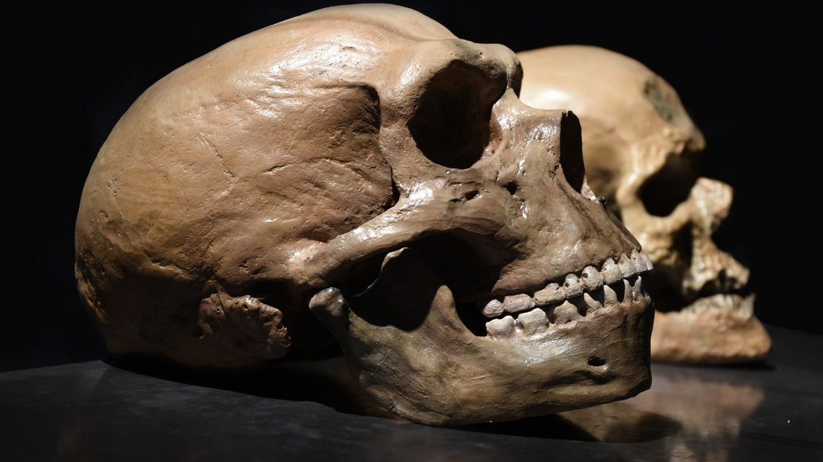 Academic Resin Neanderthal Skull